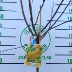 Japonská slivka (Prunus domestica) ´SHIRO´ - výška 150-170 cm, obvod kmeňa 4/6 cm, kont. C6L